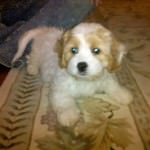 baily-cavachon Bailey