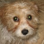 Cavachon before bath