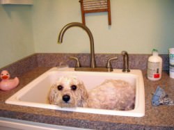 Cavachon Bath