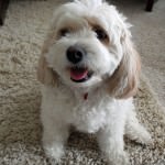 Cavy Cavy the Cavachon