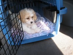 Cavachon Going Home