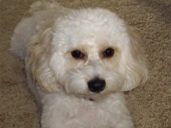 cavachon-dog-breed-info cavachon-dog-breed-info
