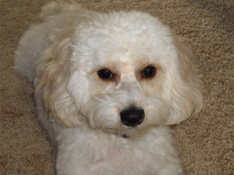 Info On Dogs