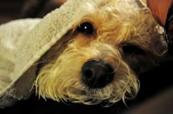 cavachon-groomer Cavachon Groomer