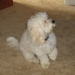 Cavachon Waiting to be Groomed