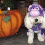 Cavachon wearing a Halloween Costume