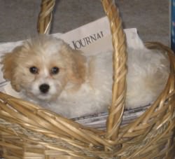 Cavachon in Basket Cavachon in Basket