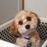 Cavachon In Basket Cavachon In Basket