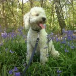 cavachon-in-flowers cavachon-in-flowers