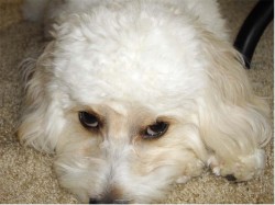 cavachon-names cavachon-names