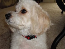 cavachon-pictures-2