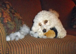 Cavachon Playing