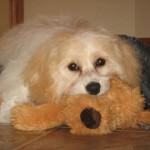 Cavachon Puppy with toy