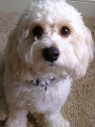 cavachon-review cavachon-review