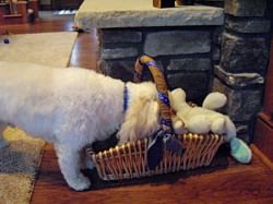 Cavachon Toy Basket