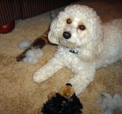 Cavachon Toys