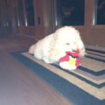 Cavachon eating stuffed animal