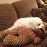 Cavachon biting stuffed dog