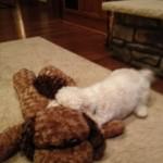 Cavachon laying with stuffed dog