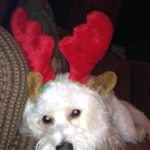 Cavachon wearing reindeer antlers for Christmas