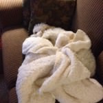 Hidden Cavachon in blanket