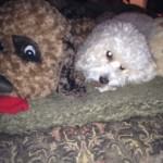 Cavachon laying