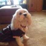 Cavachon dog in NFL Browns football jersey