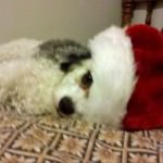 christmas-cavachon Christmas Cavachon