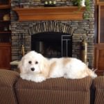 Cavachon on couch