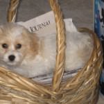 Cavachon puppy asleep in basket