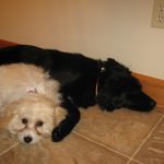 A Cavachon with a lab / chow mix
