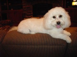 Groomed Cavachon