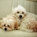 harley-and-mia Cavachon