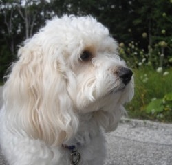 Kasey the Cavachon