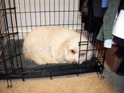 Kasey in his Crate Cavachon in Crate