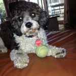 Keely the Cavachon Keely the Cavachon