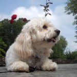 Cavachon Laying Outside