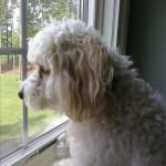 Looking out the window