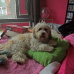Rufus the Cavachon Rufus