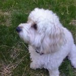 Sitting outside in the yard
