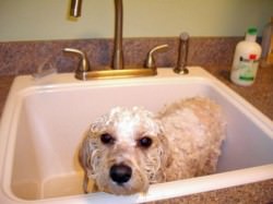 Bathing Cavachons
