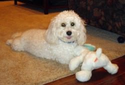 Cavachon after bath
