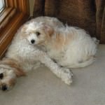 Cavachons Laying Together