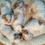 New litter of Cavachons to a breeder in Oregon